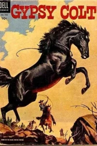 Gypsy Colt