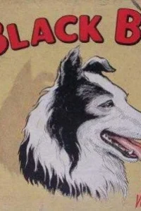 Black Bob The Dandy Wonder Dog